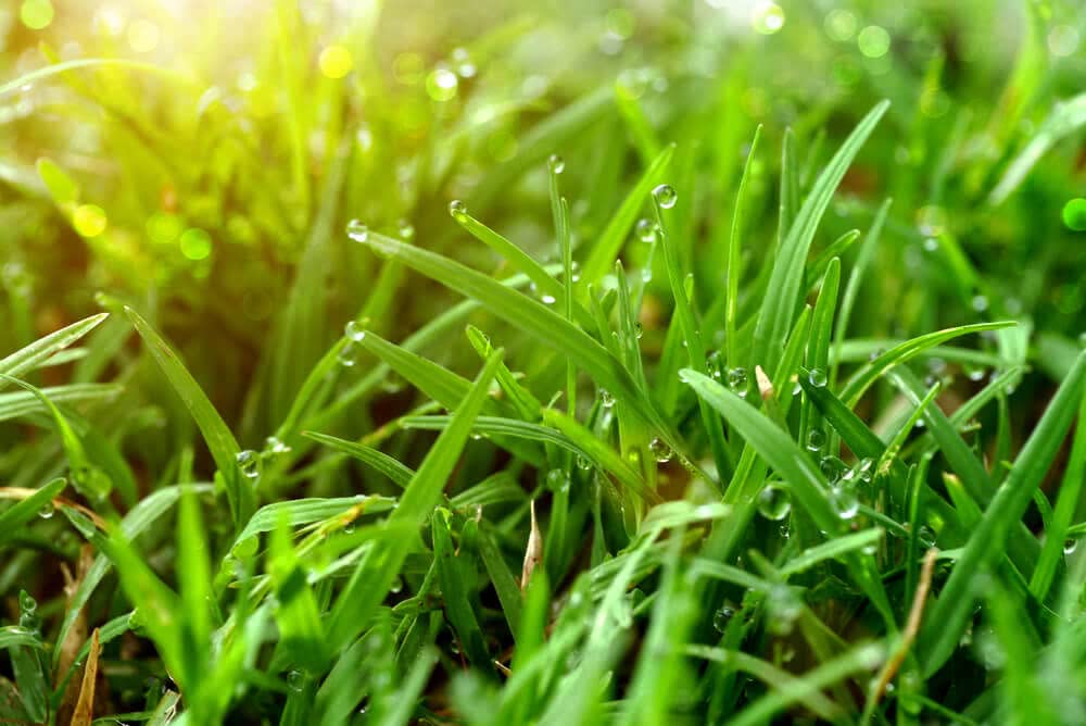 Césped Enano Evergreen – Semillas de Crecimiento Rápido TK